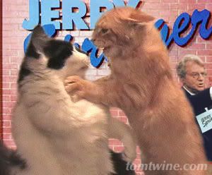 Cat Fight Springer
