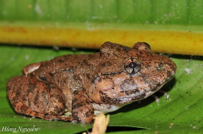 Herps of Southern Vietnam Field Herp Forum