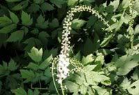 Black Cohosh Pictures, Images and Photos