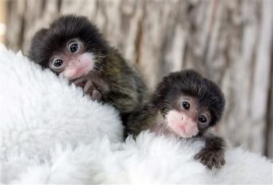 TAMARIN.jpg