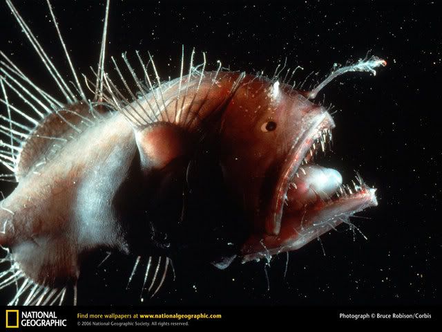 anglerfish.jpg