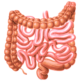 intestine.gif image by WeR1Family