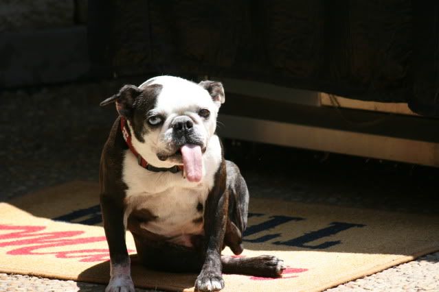 IMAGE: http://i98.photobucket.com/albums/l260/JBravo920/Dogs/Picture314.jpg