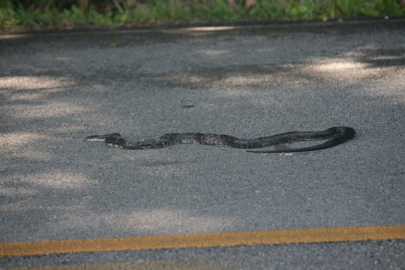 IMAGE: http://i98.photobucket.com/albums/l260/JBravo920/Snake/IMG_9240.jpg