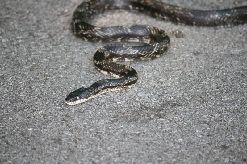 IMAGE: http://i98.photobucket.com/albums/l260/JBravo920/Snake/IMG_9254.jpg