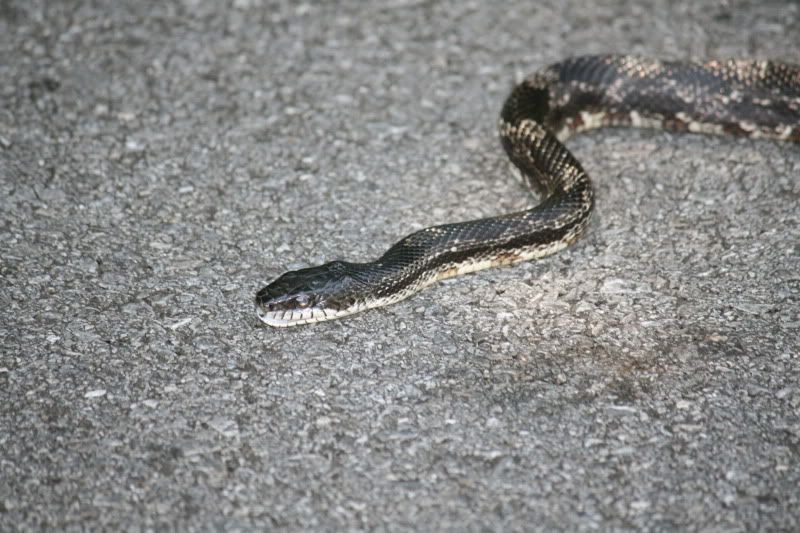 IMAGE: http://i98.photobucket.com/albums/l260/JBravo920/Snake/IMG_9261.jpg