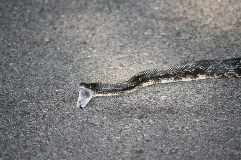 IMAGE: http://i98.photobucket.com/albums/l260/JBravo920/Snake/IMG_9270.jpg