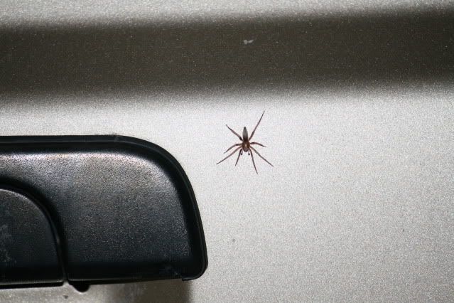 IMAGE: http://i98.photobucket.com/albums/l260/JBravo920/Snake/Picture482-1.jpg