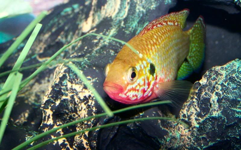 FemaleJewelCichlid2-1680x1050.jpg