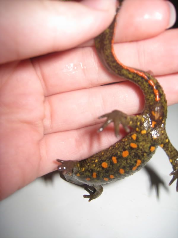 Fire Belly Newt Gender? | Fish Forum