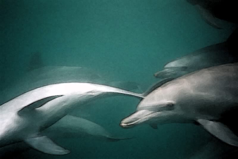 dolphins7.jpg
