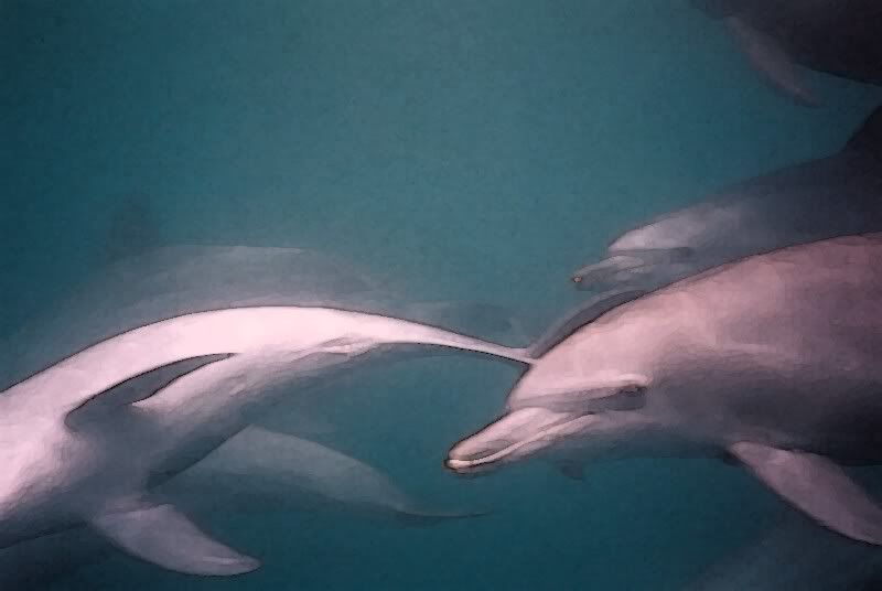 dolphins8.jpg
