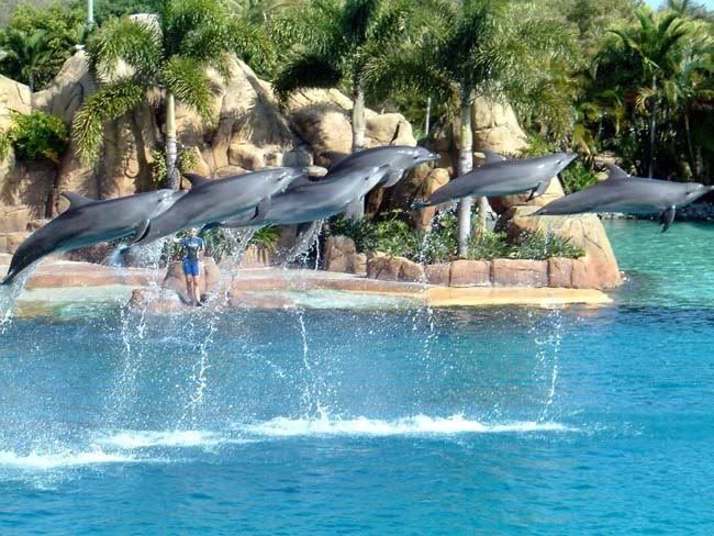 http://i98.photobucket.com/albums/l260/magiddo/dolphine.jpgAmazing pictures of dolphin - delphin dolphine 1