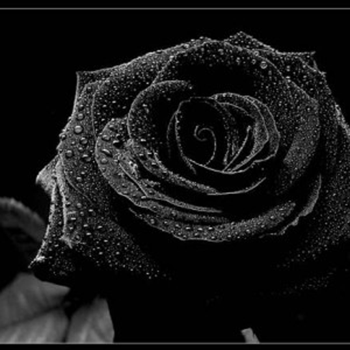  photo Black rose 2 copy.png