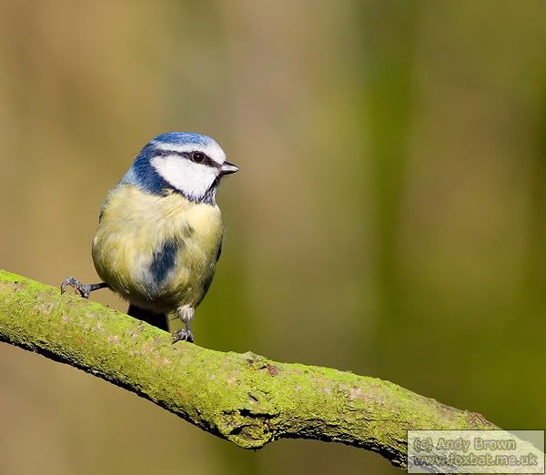 IMAGE: http://i98.photobucket.com/albums/l264/foxbat_gb/Birds/bluetit3.jpg