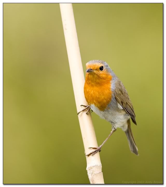 IMAGE: http://i98.photobucket.com/albums/l264/foxbat_gb/Birds/robin-2.jpg