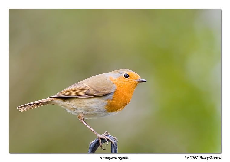 IMAGE: http://i98.photobucket.com/albums/l264/foxbat_gb/Birds/robin.jpg