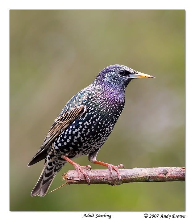 IMAGE: http://i98.photobucket.com/albums/l264/foxbat_gb/Birds/starling.jpg