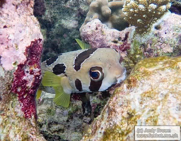 IMAGE: http://i98.photobucket.com/albums/l264/foxbat_gb/Nature/blotchedPorcupineFish.jpg