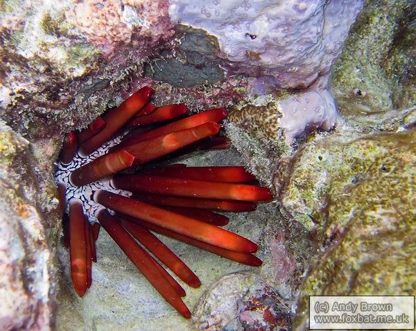 IMAGE: http://i98.photobucket.com/albums/l264/foxbat_gb/Nature/fish/coral.jpg