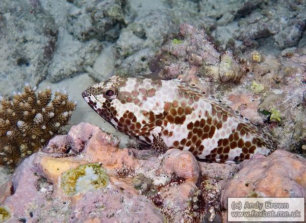 IMAGE: http://i98.photobucket.com/albums/l264/foxbat_gb/Nature/fish/fourSaddleGrouper1.jpg
