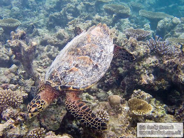 IMAGE: http://i98.photobucket.com/albums/l264/foxbat_gb/Nature/fish/hawksbillTurtle.jpg