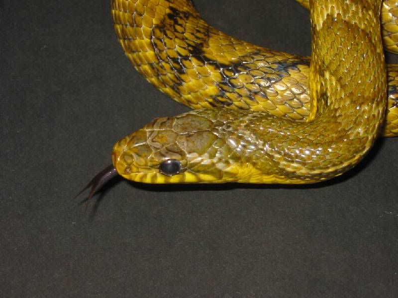 Korean Rat Snake