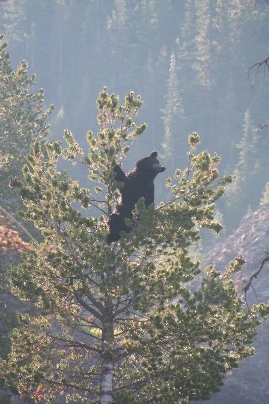 Bear in a Tree - Yellowstone Pictures, Images and Photos