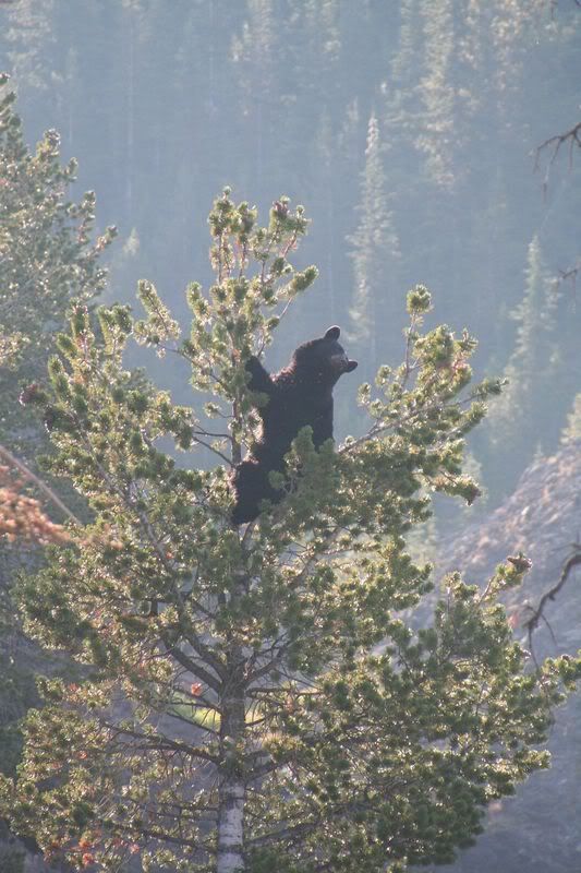 Bear in a Tree - Yellowstone Pictures, Images and Photos