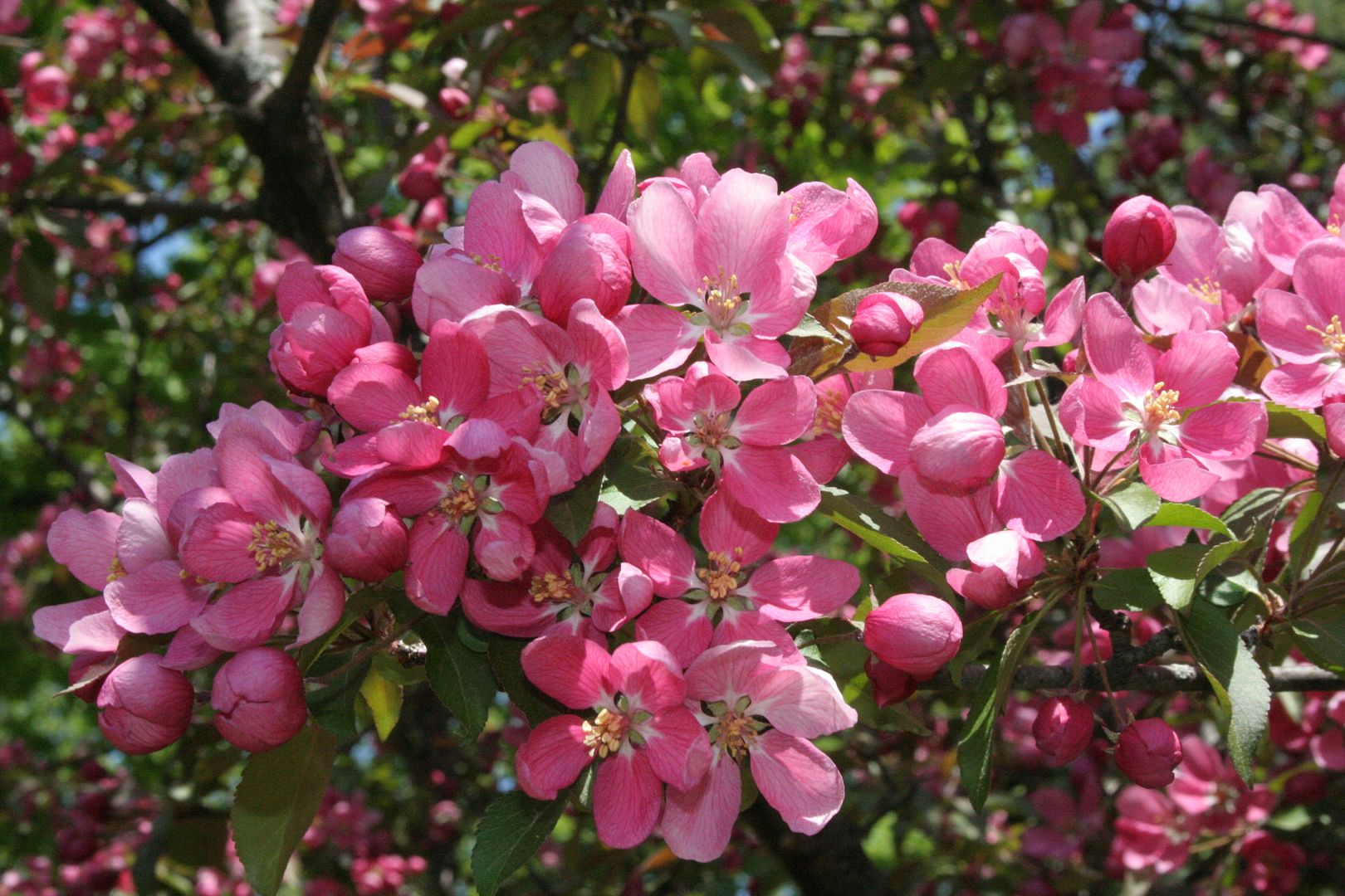 photo IMG_3487_zpsexqgqgvt.jpg