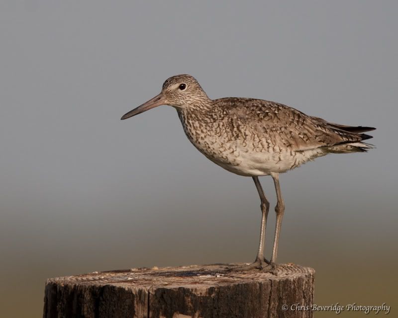 IMAGE: http://i98.photobucket.com/albums/l267/Silentnight08/Wildlife/1D3_0566.jpg