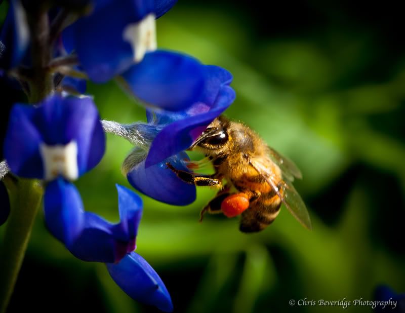 IMAGE: http://i98.photobucket.com/albums/l267/Silentnight08/Wildlife/IMG_6022.jpg