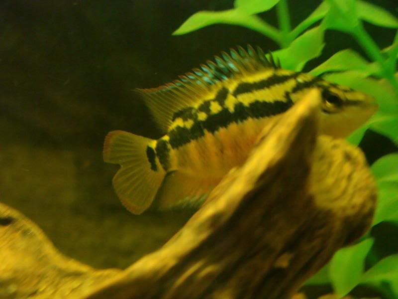 Fishpictures012.jpg