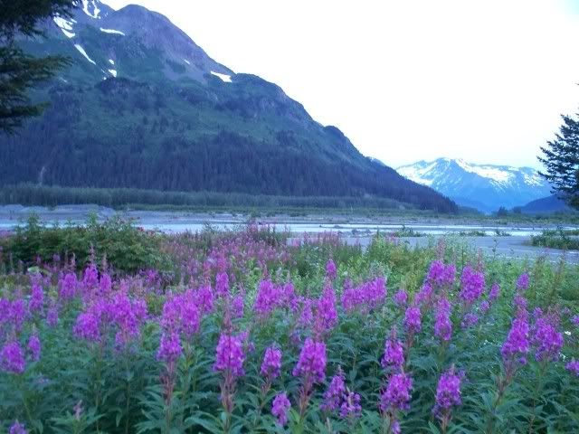 Fireweed Pictures, Images and Photos