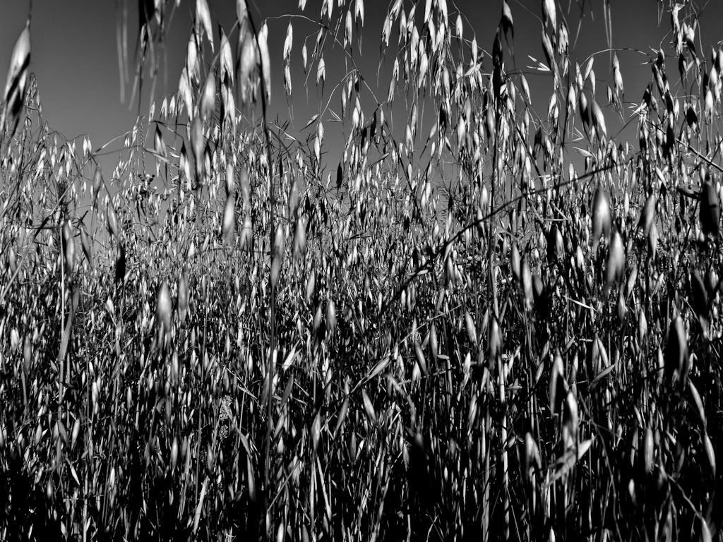 Photograph-4854.jpg