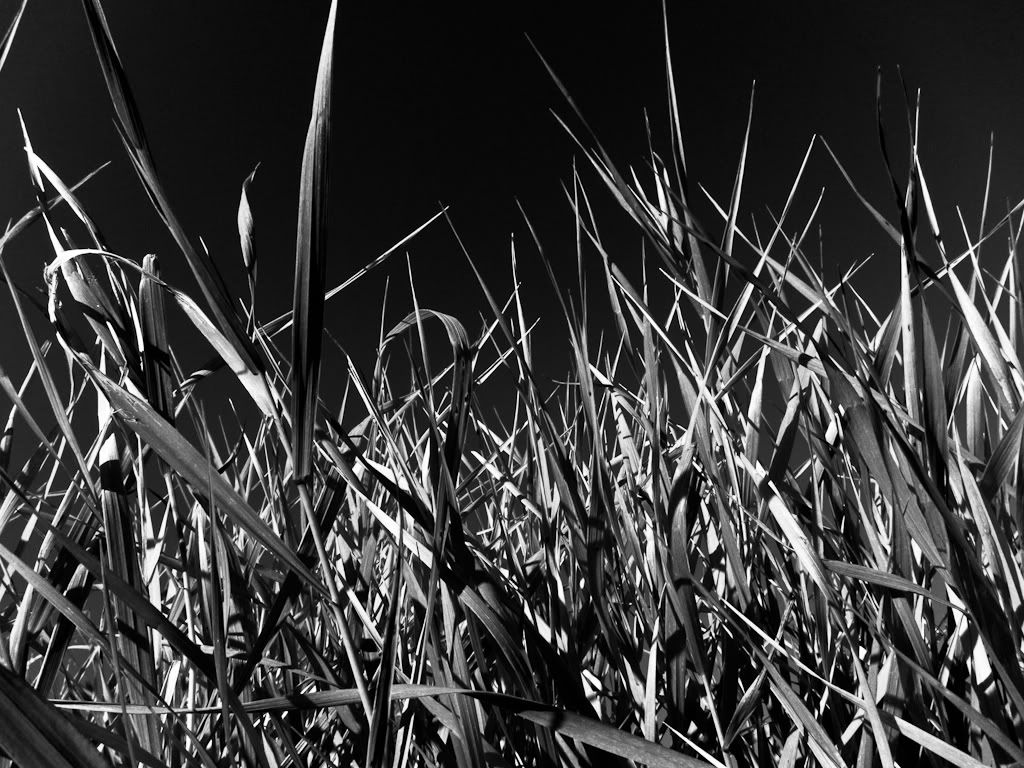 Photograph-4856.jpg