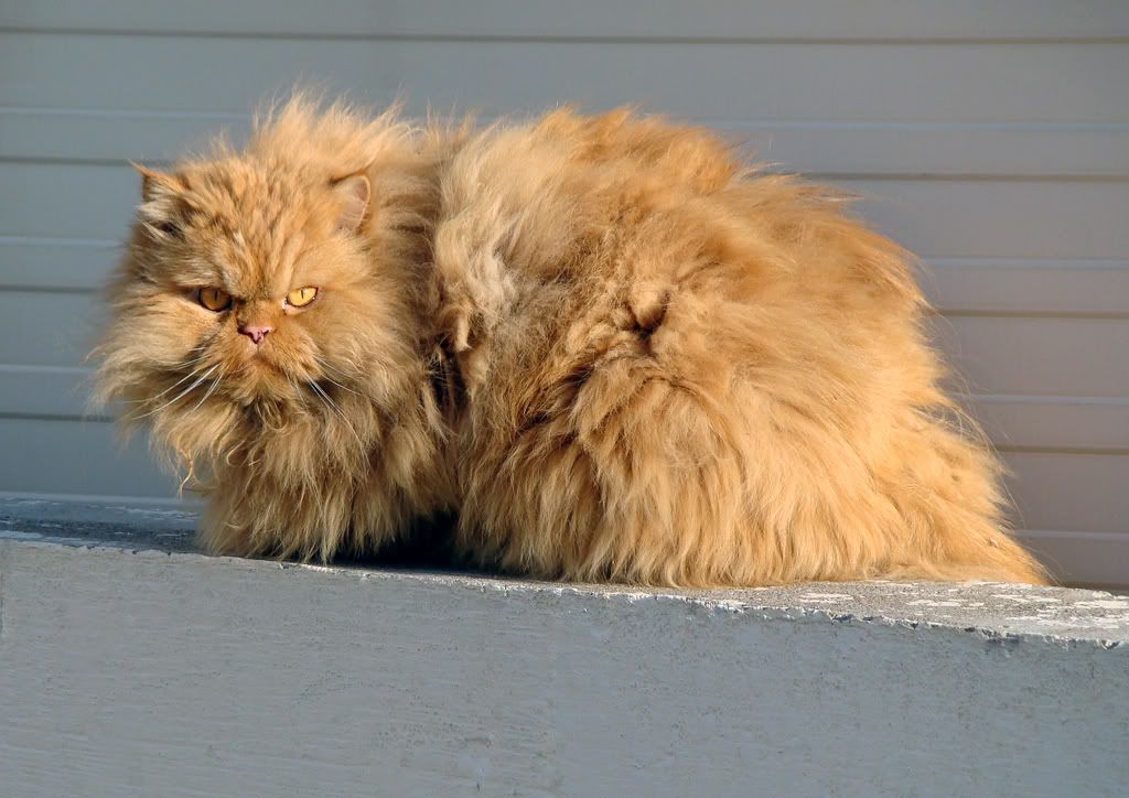 Scary kitty we met on our walk in neighborhood photo DSC06077-1.jpg