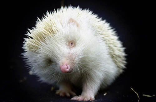 albino-hedgehog.jpg