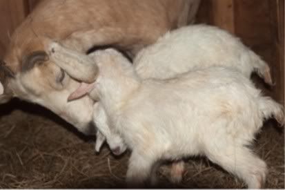 New Babies This Morning - Goats