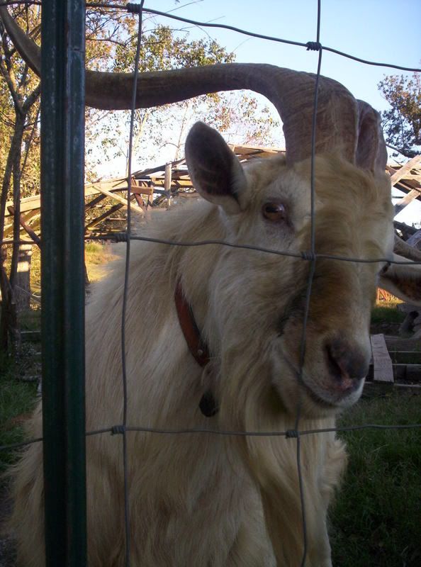 Buck has a new "do" - Goats