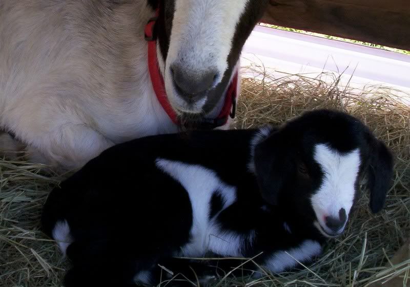 New Doeling Picture! - Goats