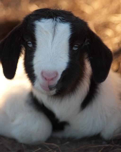 New Babies This Morning - Goats