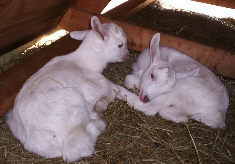 Last Babies of the Season, Twin Does - Goats