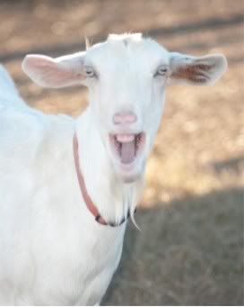 New Babies This Morning - Goats