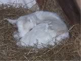 More New Babies (lots of pictures) - Goats