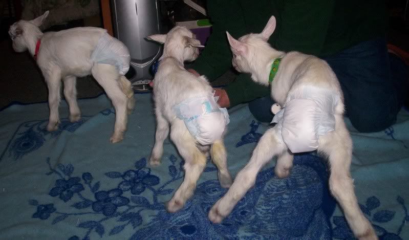 Goats in the house - Goats