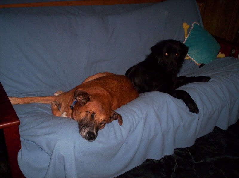 so who has totally worthless (to the homestead) pets? - Homesteading Questions