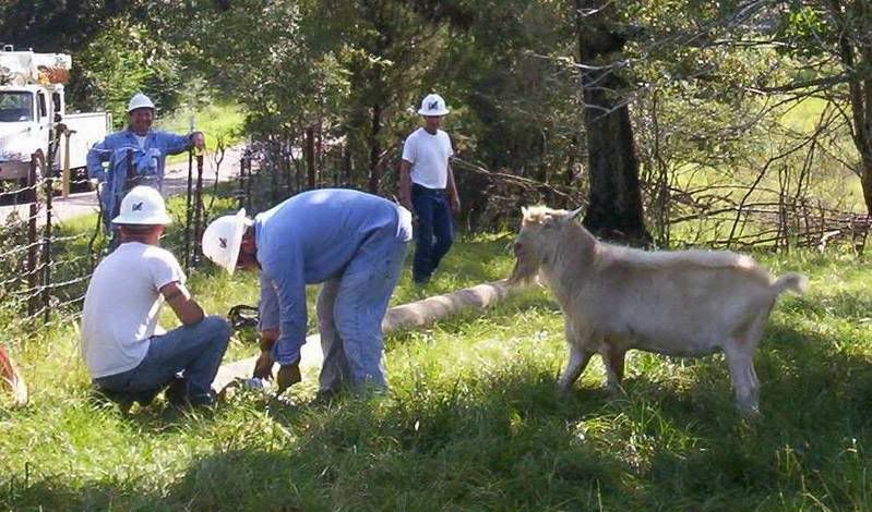 Goats and the Power Company - Goats