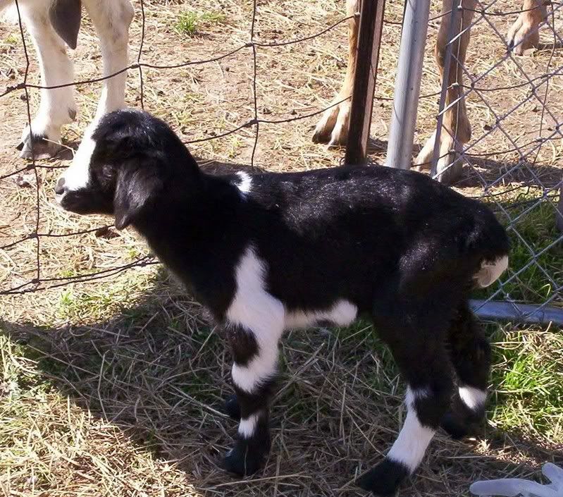 A word for all you new goat parents - Goats