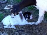 More New Babies (lots of pictures) - Goats